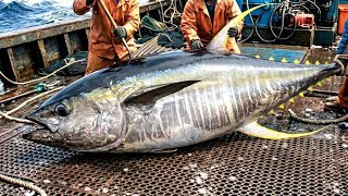 Epic Tuna Cutting Show: From Whole Fish