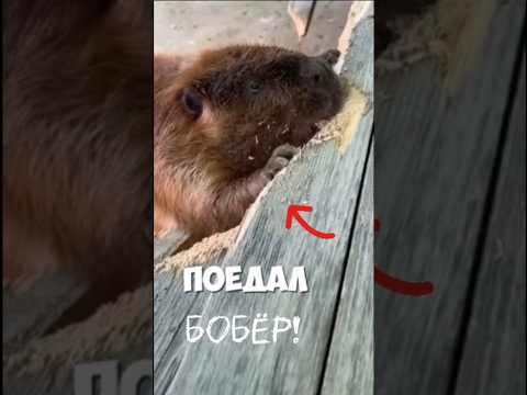 Что сделал этот бобёр? #животные #природа #бобры #смешно #дикиеживотные