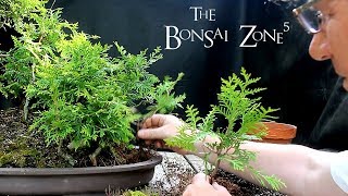 Avatar Grove Bonsai Forest, Part 1, The Bonsai Zone, May 2018