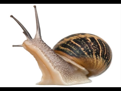 How to Care for Garden Snails - Pet Snail