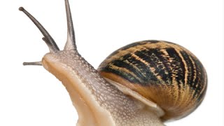 How to Care for Garden Snails  Pet Snail