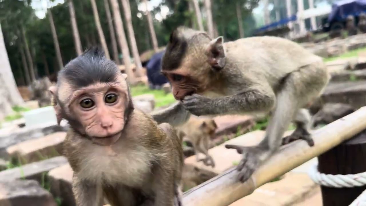 Playful Monkeys at Bayon Temple | Siem Reap, Cambodia (April 2025)