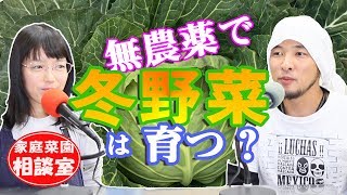 冬野菜、無農薬での育て方【キャベツ、レタス、ハクサイ、ダイコン、ニンジン、ホウレンソウ、コマツナなど】