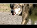 狼犬の食事中はとても危険です!!!