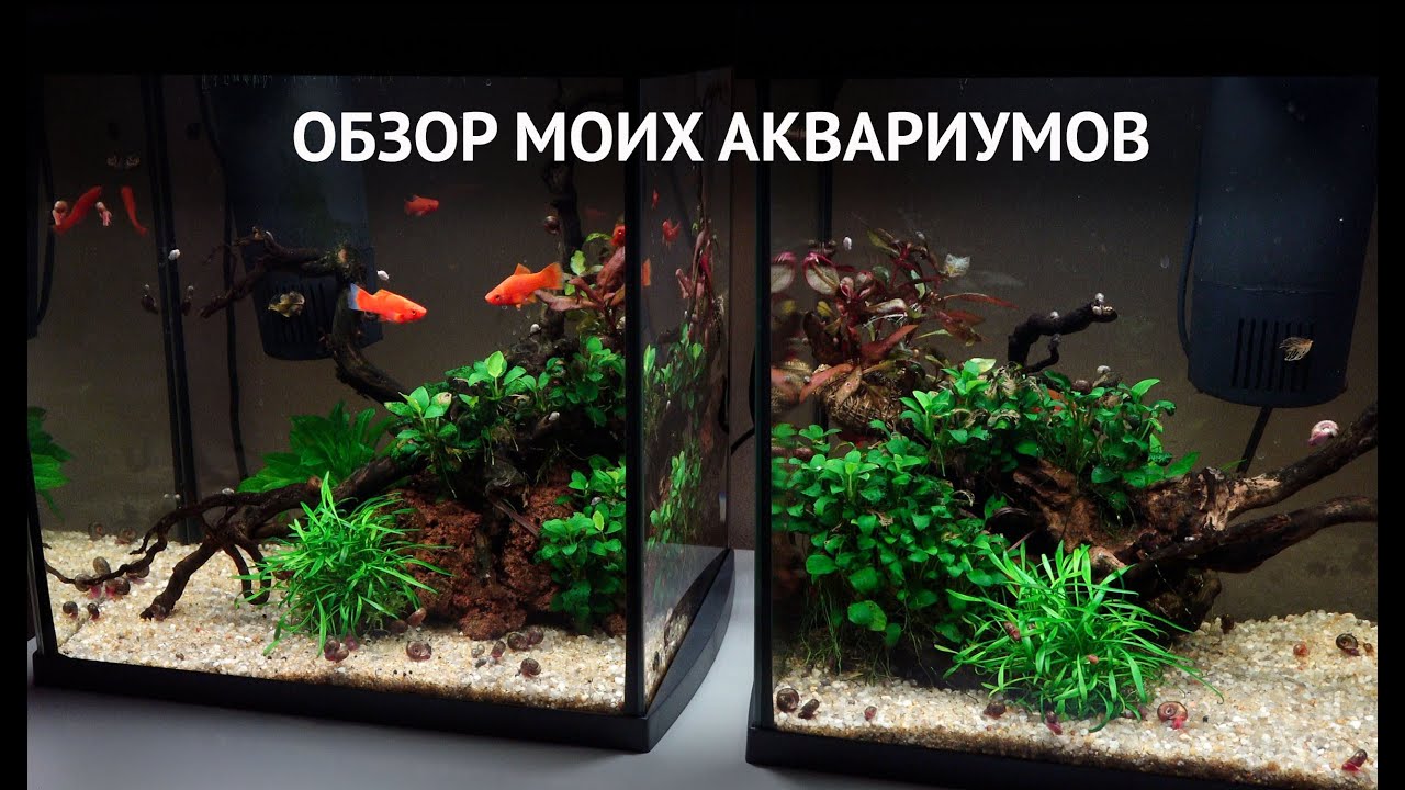 CrystalTank: надежные и прочные аквариумы для любителей