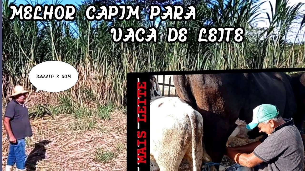 PECUARISTA LEITEIRO FALA QUAL MELHOR CAPIM PARA SUA VACA DE LEITE ...