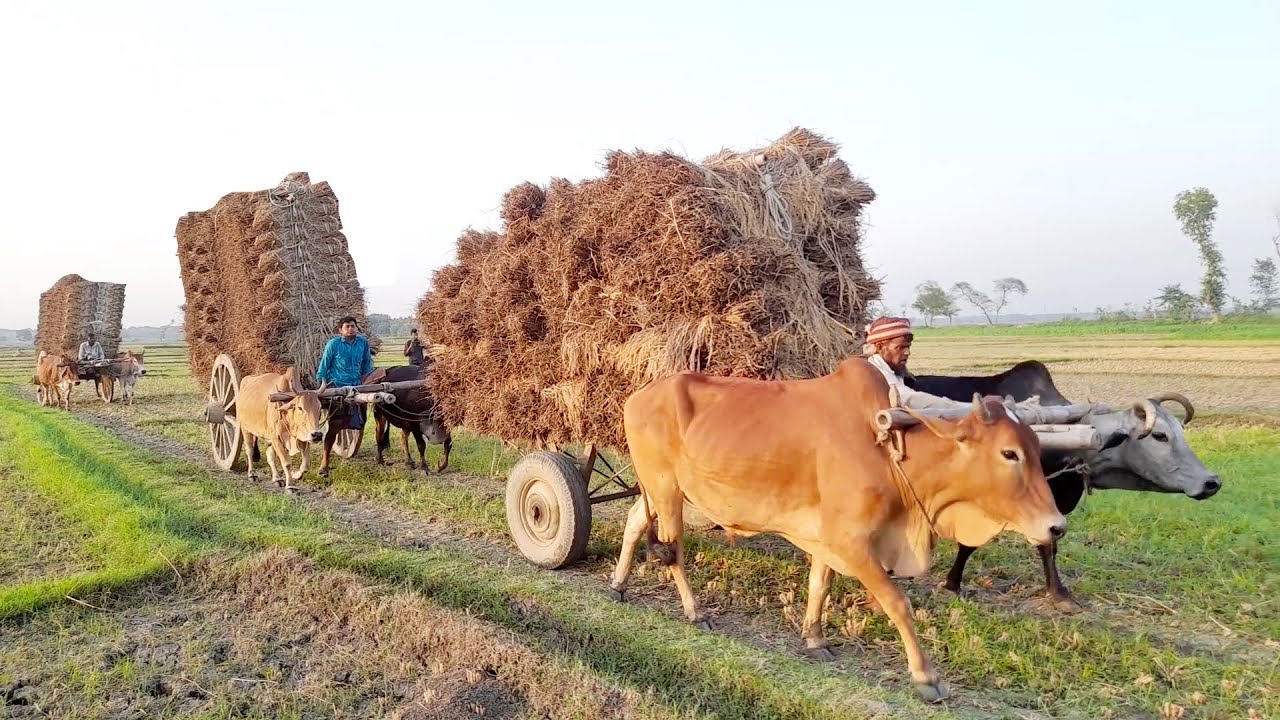Bullock cart Heavy Load difficult Challenge ride || Cow cart Stuck ride ...