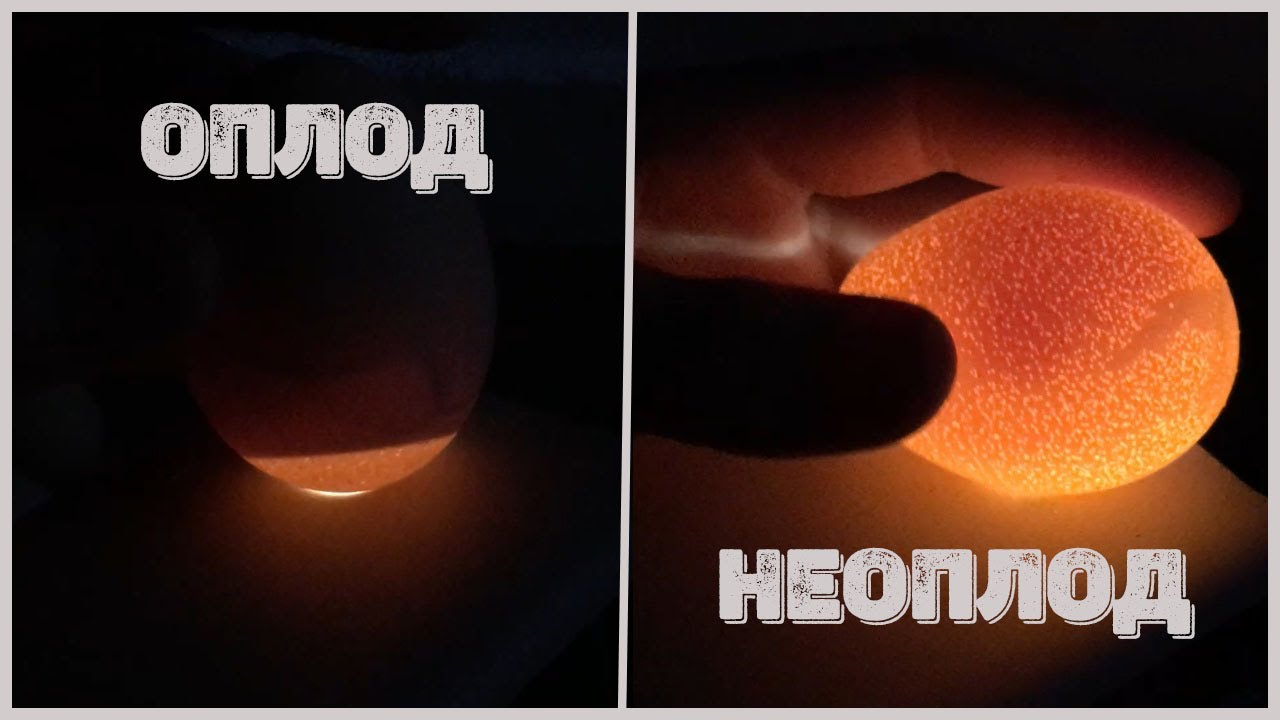 как определить, сыты ли яйца