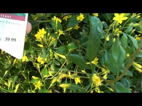 Video: What Is Showy Jasmine: Tips for Growing Showy Jasmine In Gardens