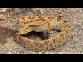 Central American Rattlesnake  [Crotalus simus]