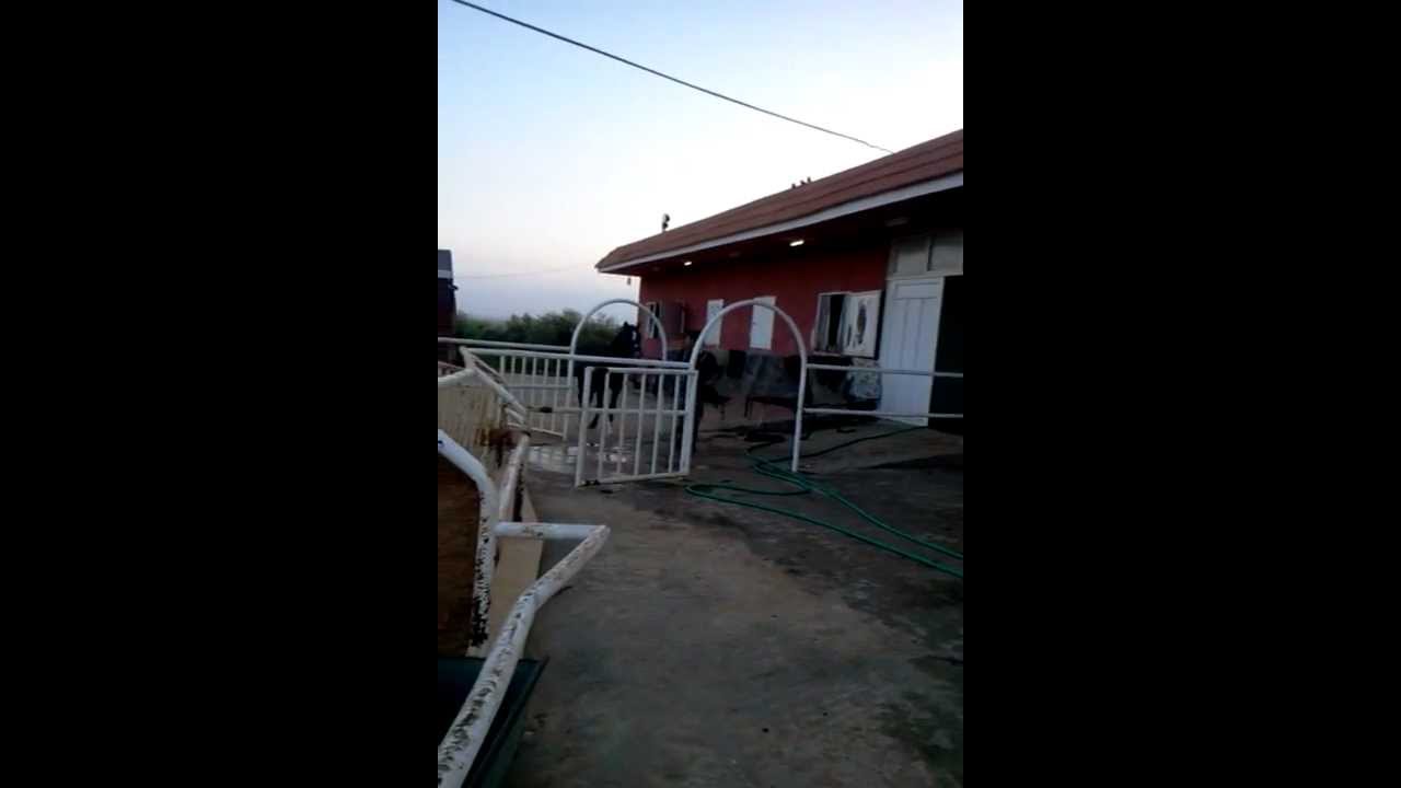 الخيول الاصيله من اسطبلات برنس حوران