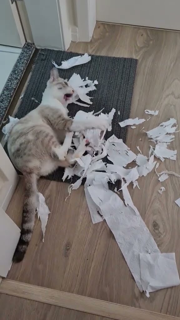 Funny cat