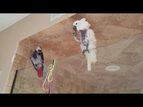 African Grey and Umbrella Cockatoo Hang Out |PARROT VIDEO OF THE DAY African Grey and Umbrella Cockatoo Hang Out |PARROT VIDEO OF THE DAY