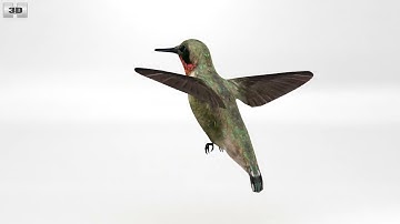 bee Hummingbird Low Poly 3D model by 3DModels.org