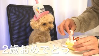 独身男が誕生日を迎えたトイプードルを全力でもてなしてみた【お祝い】