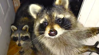 Raccoon Wants Hugs and Marshmallows! | Episode 203