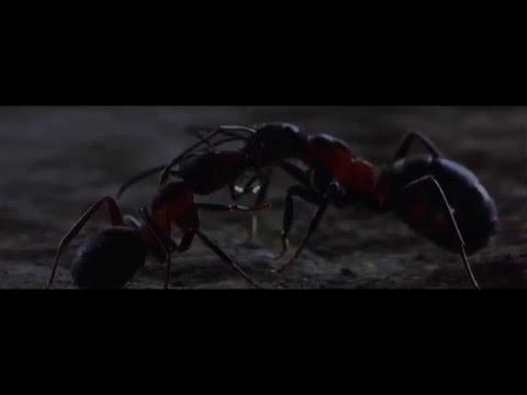Chris Miles - DSF [Official HD Video]