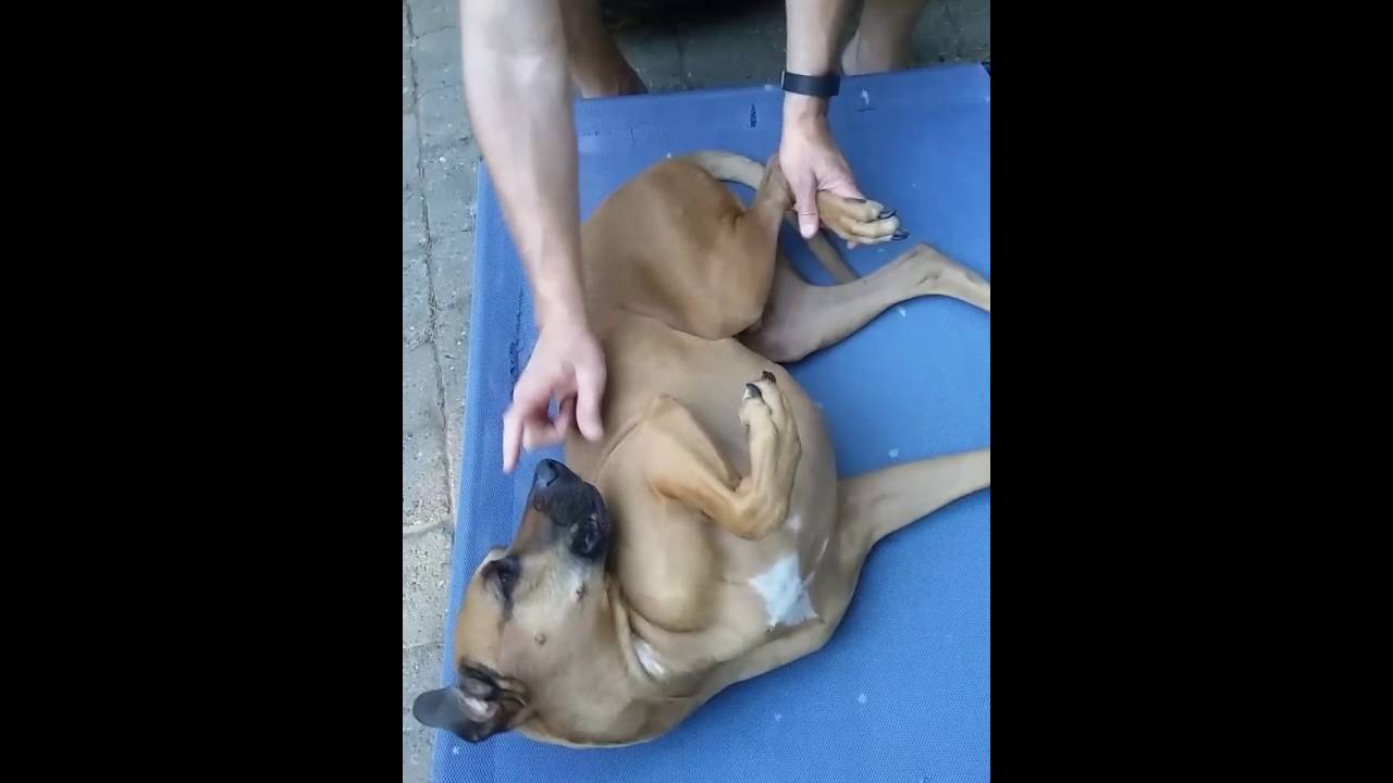 FCE - spinal injury in dog: physical therapy at home