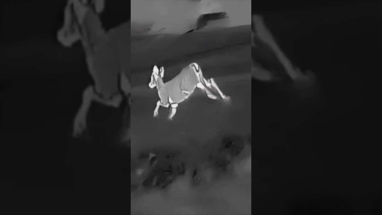 Testing the Hawkeye Ai15 thermal scanner by GTMedia looking for