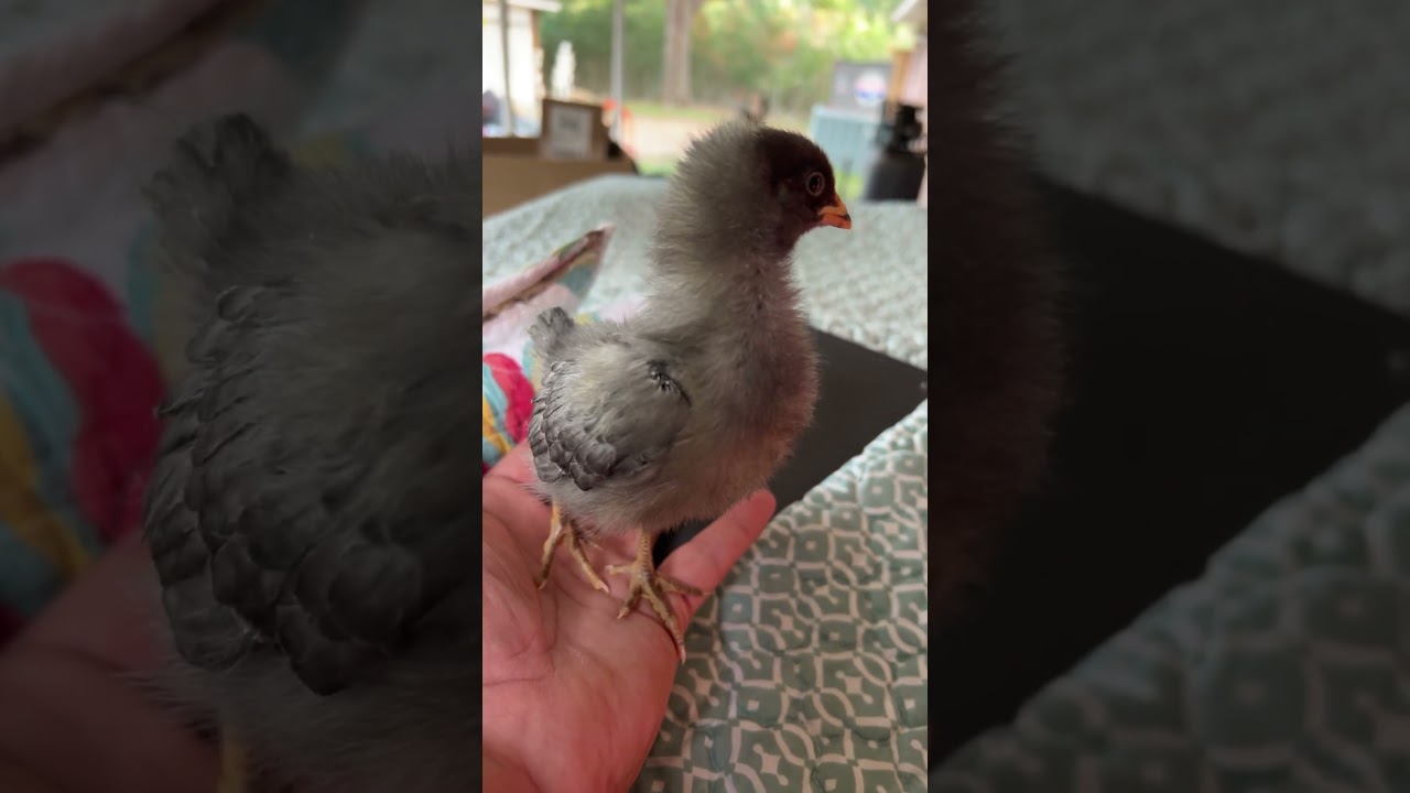 First Sapphire Gem chick I hatched from my Barred Rock Roo and Blue Plymouth Rock hen.