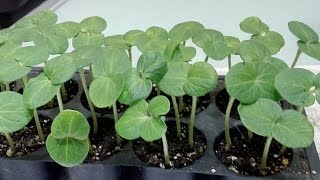 綠秋葵種子育苗紀錄(Green Carnation Seedlings Record) 