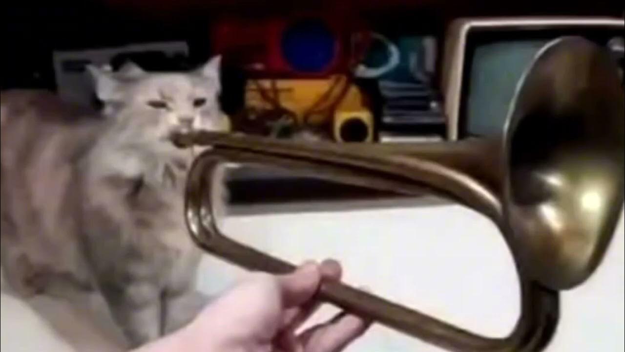 песня чёрный кот текст песни. коте коте песенки. песенка про кошку текст. караоке чёрный кот для детей. стих про кошку для детей.