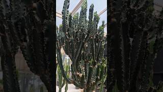 🌵The strongest things always grow in the toughest places #shorts ASMR GREENHOUSE