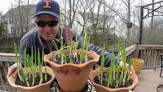 How to Plant a Green Onion Garden that Lasts all Year
