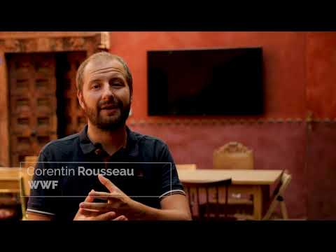 Vidéo: Notes Sur Une Pie-grièche - Réseau Matador
