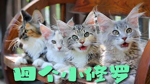 Video 11329911: maine coon kitten girl, cute maine coon kitten