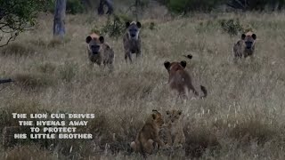 The lion cub drives the hyenas away to protect his little brother