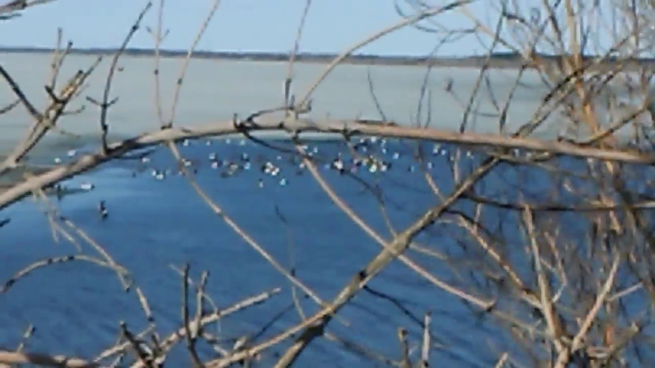 Bemidji is still melting w/Ducks