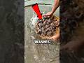 How Snails Were Turned Into One of the First Lipsticks Ever 💄