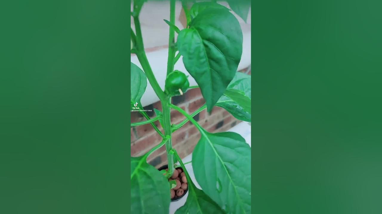 Hydroponic tomatoes, jalapeños, bell peppers and herbs YouTube