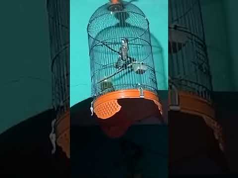 pancingan suara burung brinji kelabu/jenggot mini pasti nyaut
