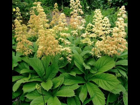 Video: Fingerleaf Rodgersia -kasvien kasvattaminen – tietoa Rodgersia-kasvien hoidosta