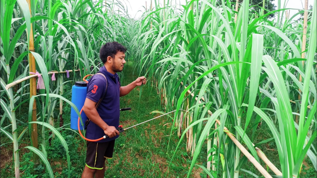 কুঁহিয়াৰ খেতিৰ এটি সৰু Video