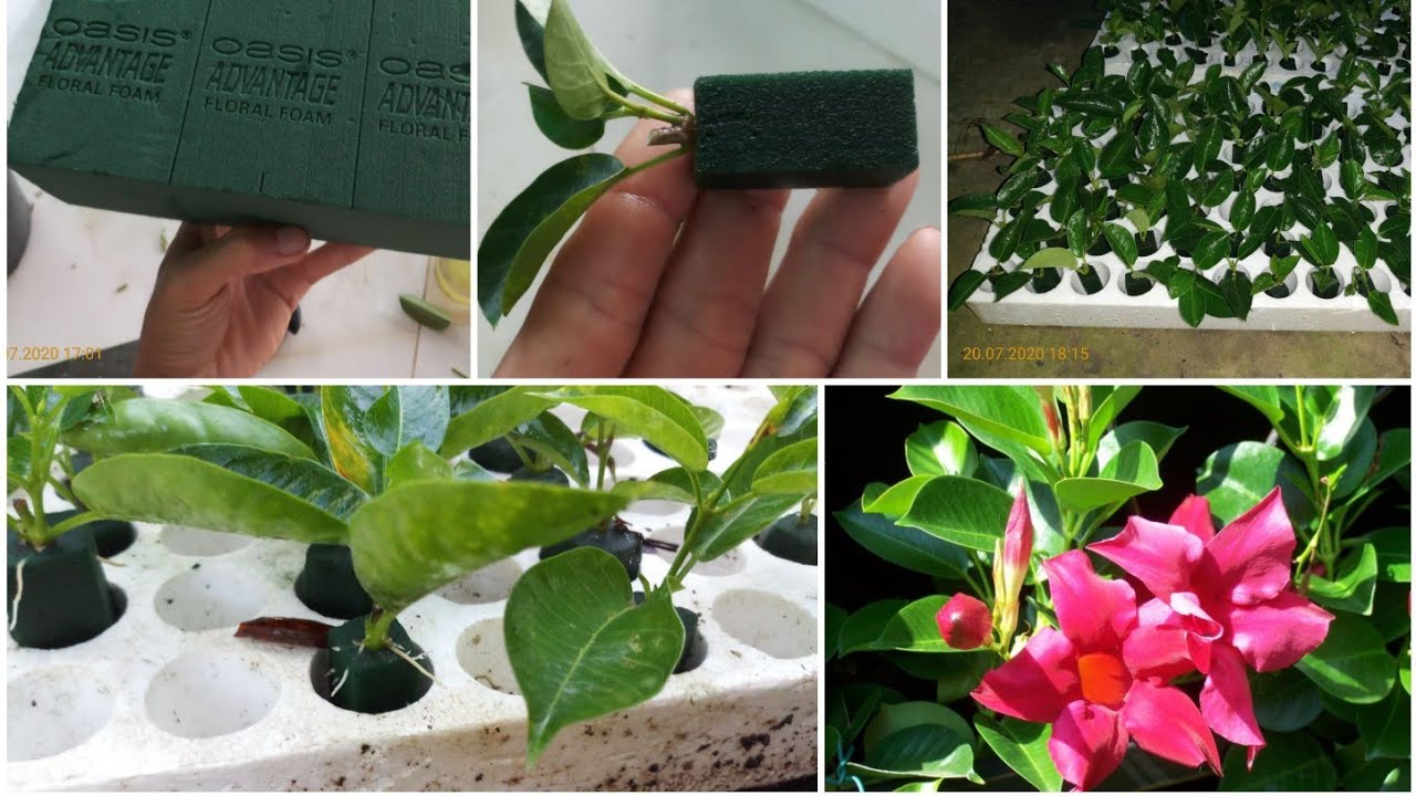 Rooting Cuttings in Florist Wet Foam : 4 Steps (with Pictures