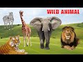 O Som dos Animais da Selvagens  - Wild Animal Sound