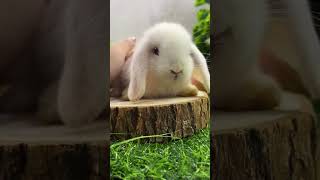 Adorable Lop Eared Rabbit Tried Big Feets And You Won't Believe What Happened! 🐰😂 #Rabbitlover