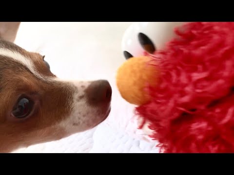elmo-interviews-a-dog