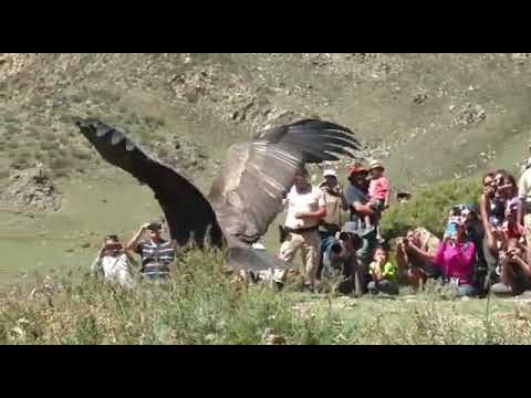 Vidéo: Majestic Predator: Condor Bird