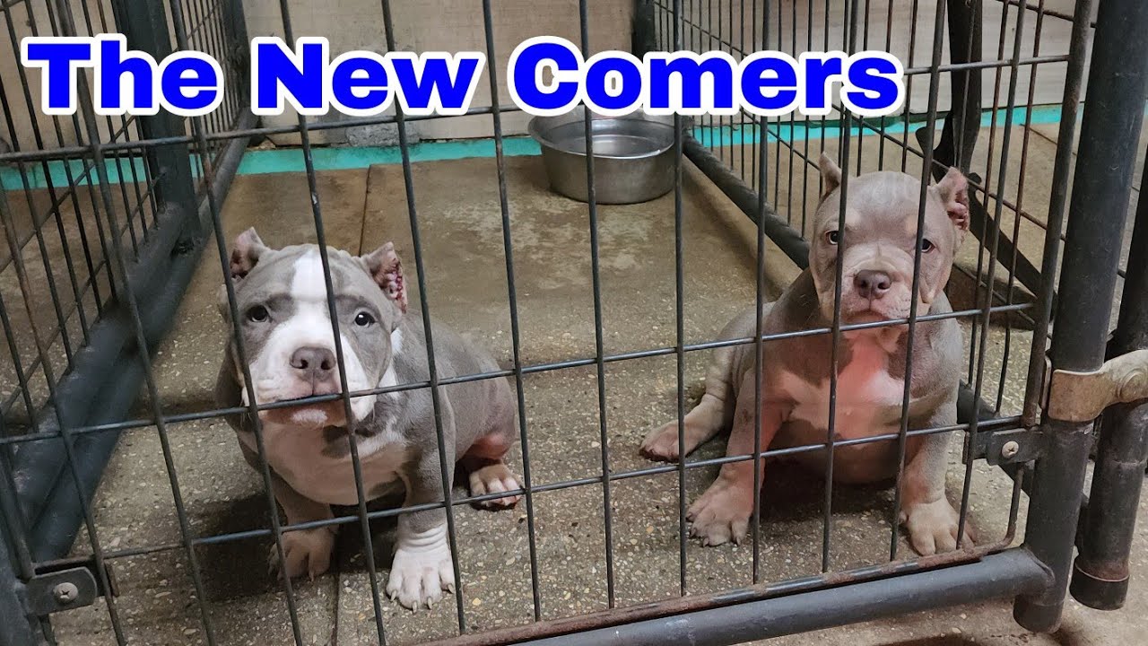 Royal Kennels As Real As It Gets!!! Night Life YouTube