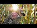 STANDING CORN MICHIGAN GOOSE HUNTING