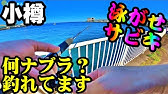 北海道 小樽 ホーマック裏 ハゼ釣り Youtube 北海道 小樽 ホーマック裏 ハゼ釣り Youtube