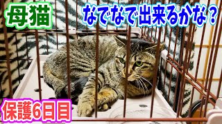 保護母猫家猫化少し慣れてきてくれたのでナデナデ出来るかな? Kitten Cat Japanese traditional house
