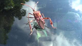 Western Conifer Seed Bug Friend HQ HD Western Conifer Seed Bug