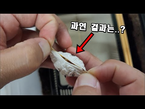 5만원에 입양했던 타란튤라가 사고쳤네요  ! 감사합니다..