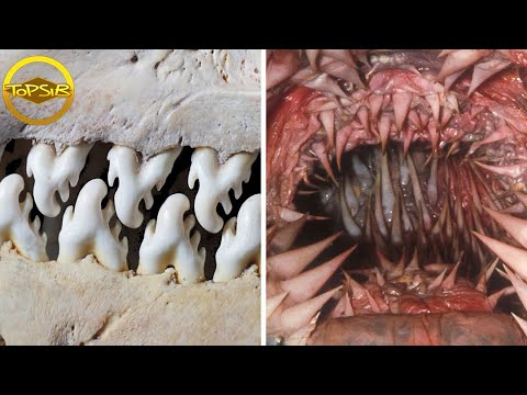 10 อันดับ ฟันของสัตว์และแมลงที่น่ากลัวที่สุดในโลก (บรื๋อ)