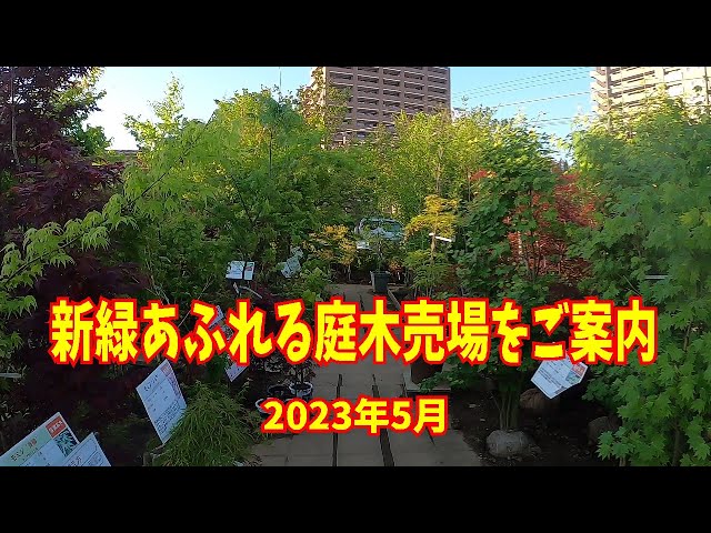 新緑あふれる庭木売場をご案内 2023/5 【シンボルツリー･コニファー･山野草】